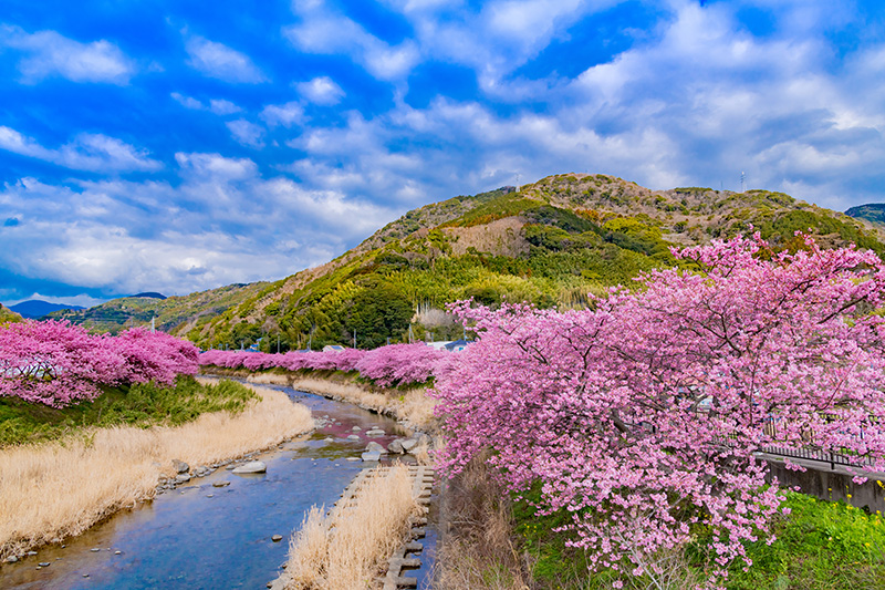 河津桜まつり